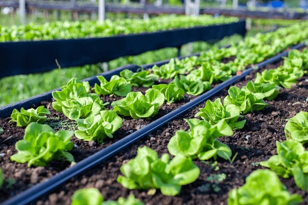 vegetables-plot-mustard-greens-growing-600nw-2406649305